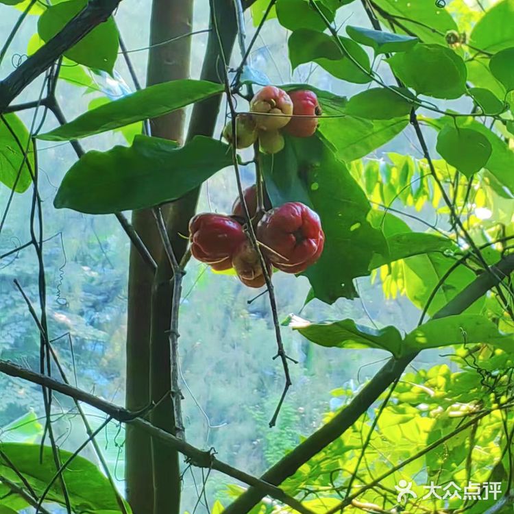 果园秘境小探险
