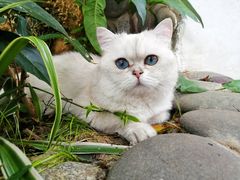 -喵屿·大理花园猫咖