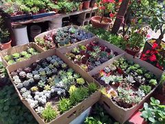 -金陵花卉交易市场