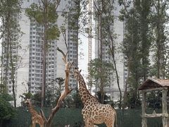-广州长隆野生动物世界