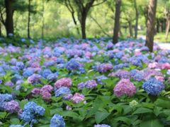 -上海共青森林公园