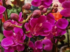 -双季花艺园艺市场(浦东店)