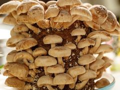 活体香菇-煲王粤菜餐厅(中侨中心店)