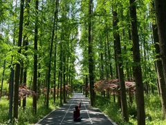 -东平国家森林公园