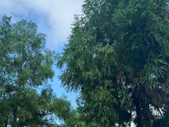 -玉苍山国家森林公园