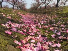 -樂桃源奉贤黄桃种植采摘基地