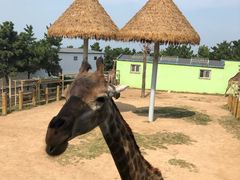 -西霞口神雕山野生动物世界