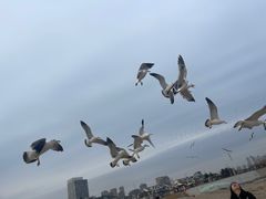 -黑石礁公园