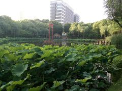 -陈家山荷花公园