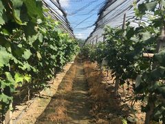 -马陆小张葡萄园农家乐