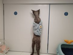 -1013 PET SHOP精品宠物商店(丁香店)