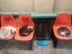 -猫咪博物馆(顶澳仔猫街店)