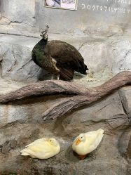 -Zoolung Zoolung动物主题公园(海信广场店)