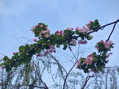 -天鹅湖体育公园