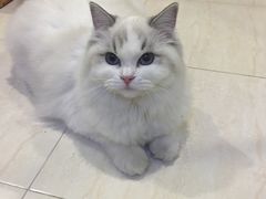 刚到家的时候-Bastet sally猫舍购宠(静安店)