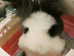 -1013 PET SHOP精品宠物商店(丁香店)
