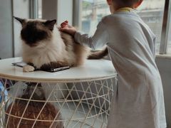 -猫儿山۰猫主题餐厅