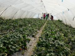 -小鱼草莓采摘园农家乐·小鱼餐厅