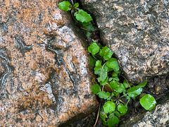 -上海佘山国家森林公园天马山园