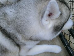 -TrueLove @ Neverland (Husky Cafe)