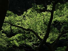 -杭州植物园