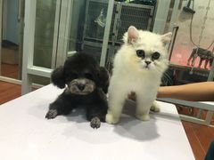 -拜鲁耶动物诊疗中心·宠家动物医院