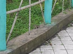 -黑龙江省森林植物园