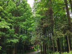 -武陵山森林公园
