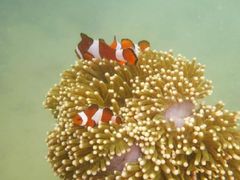 -东姑阿都拉曼海洋公园