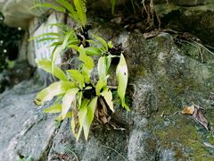 -深圳仙湖植物园