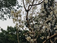 -雨花胜境