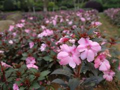 -松山湖梦幻百花洲