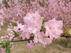 -白塘生态植物园