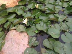 睡莲-南阳建业森林半岛假日酒店