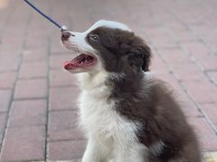 -万博宠物医院·手术·诊疗(未央凤城五路店)