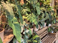 -自由生长植物工作室(深港花卉中心店)