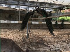 -八景休閒山莊  廣東十大名山莊