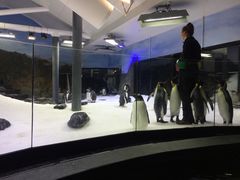 -悉尼海洋生物水族馆