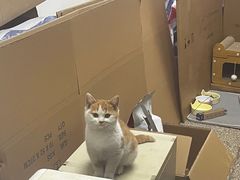 -艾贝尔宠物医院 ·中兽医·宠保定点(北门桥店)