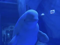 -芜湖新华联大白鲸海洋公园