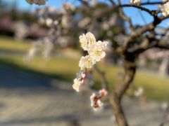 -梅花山(明孝陵内)