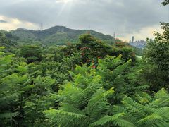 -深圳仙湖植物园
