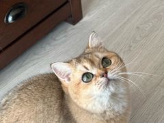 -猫大福·Fortune Cat猫舍(百子湾店)