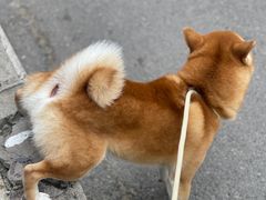 -美联众合爱康动物医院•复杂内科•肿瘤科•牙科•腔镜诊疗中心