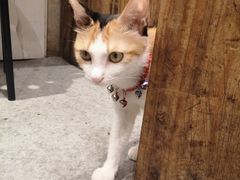 -甜心闲生传统手工冰粉(太古里店)