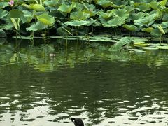 -前关湿地公园