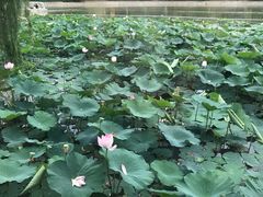 -榴莲咖啡馆
