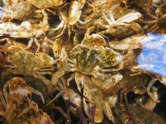 -蟹后Crabber(水悦城店)