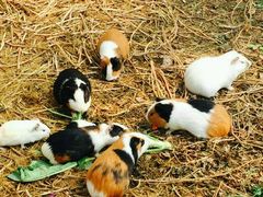 -上海多利农业发展有限公司