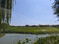 -泗洪洪泽湖湿地景区